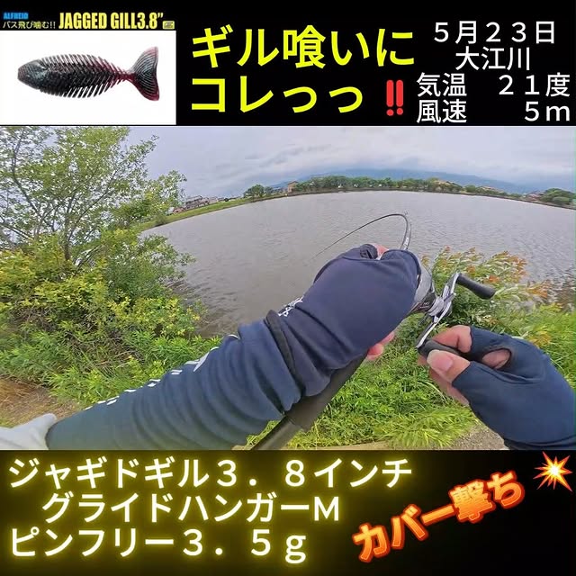 大江川でのジャギドギル実釣投稿